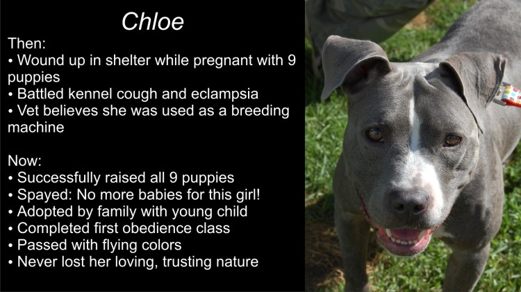 We recently did some "Then and Now" updates on Facebook for dogs we have fostered.  Here's Chloe's.