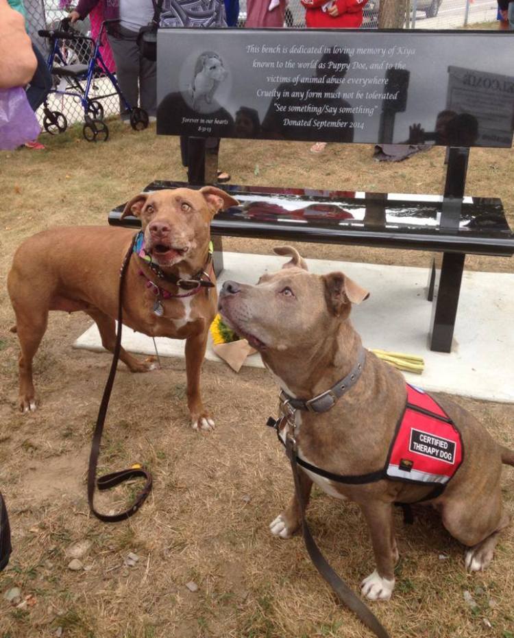 Lily (left) and Blueberry at the Puppy Doe remembrance bench memorial.