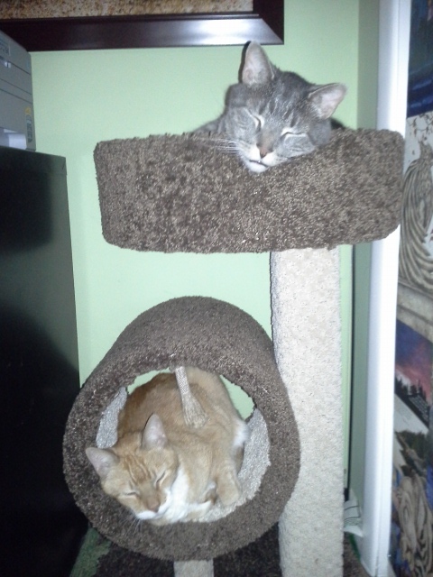 Bandit (top) and Velcro sleeping in their cat tree...soon to be moved OUT of my study and into the CAT ROOM.