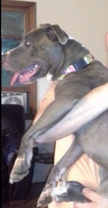 Kennah, a terrible photo but a very happy girl with her adopters.  